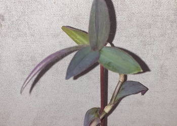 Trzykrotka,setkrezja purpurowa, 37cm wys.