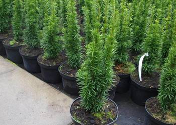 Cis pospolity Wojtek wąska zielona kolumna Osiny 49a