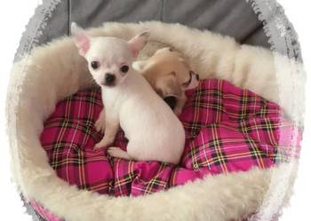 Chihuahua Cziłała cudny biały piesek Dyzio