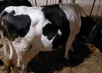 Likwidacja krowy mleczne