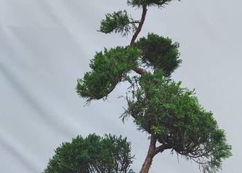 Bonsai Niwaki jałowiec sabiński 'TAMARISCIFOLIA'