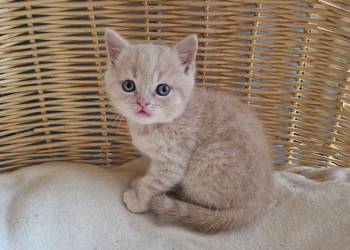 Kocurek Brytyjski kremowy