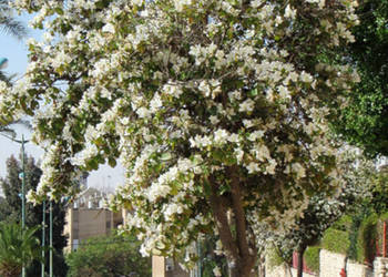 BAUHINIA ZMIENNA ALBA Bauhinia Alba NASIONA 30 sztuk - 10g.