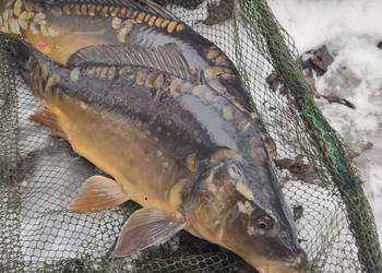 Pstrąg Karp Handlowy!