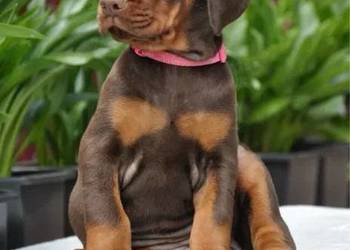 Szczeniak dobermana