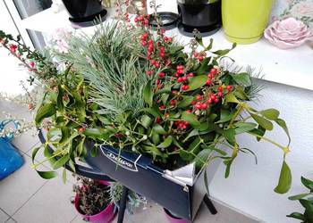 Jemiołka pęczki kulki