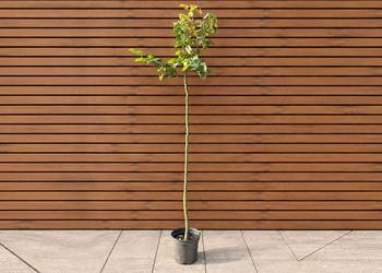Obserwuj Lipa holenderska 'Wratislaviensis', wys. 160 cm