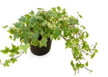 hedera helix p10 duża