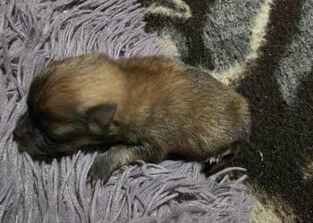 Szpic miniaturowy pomeranian malutki!!!