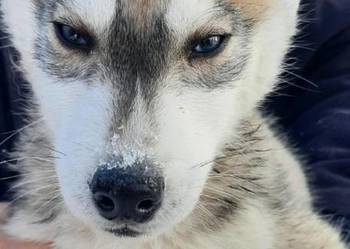 Suczka Syberian husky