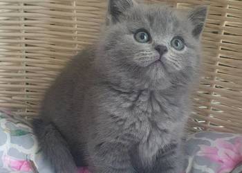 Kocurek Szkocki niebieski