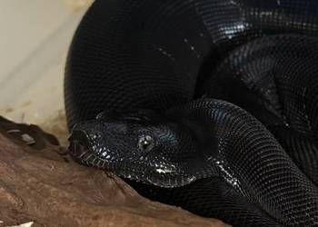 Boa Imperator Motley IMG