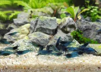 Krewetki neocaridina blue velvet