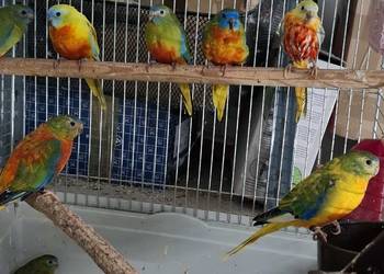 Sprzedam Łakowki, 200 zł sztuka