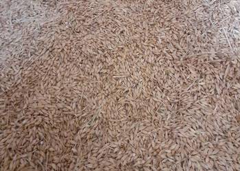 Sprzedam Jęczmień ozimy