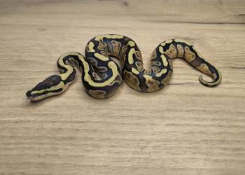 Pyton królewski Enchi Fire GHI YB/Specter poss OD het Clown