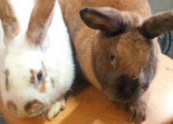 Sprzedam dwie samice