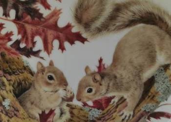 The Collectors Studio na podstawie malarstwa Johna Francisa* wiewiórki