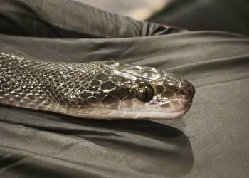 lamprophis fuliginosus czarna mahoniowka