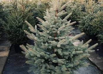 Choinki Jodła kaukaska świerk pospolity, srebrzysty, serbski