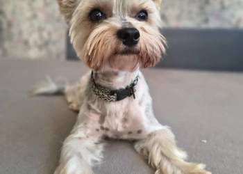 Przystojny york biewer