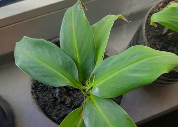 5 kwiatków bananowca