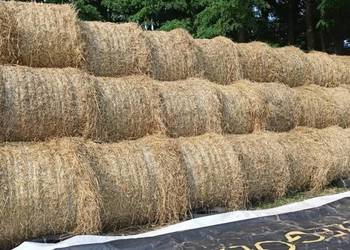 sprzedam słomę żytnią i owsianą  w belach  ze zbioru 2025 r