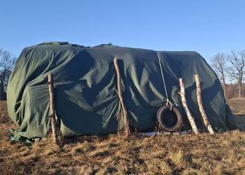 Siano w Belach 150cm