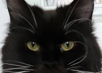 Maine Coon duże linie hodolwa FPL