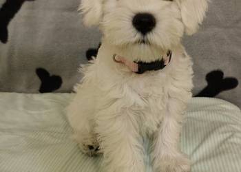 Sznaucer miniaturowy biały szczeniąta FCI