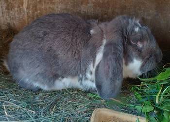 Sprzedam króliki samce