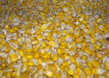 Kukurydza sucha 2025 całe ziarno lub gniecione
