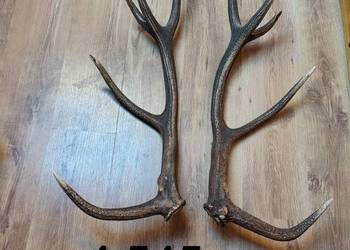 Sprzedam parkę jelenia 4.545