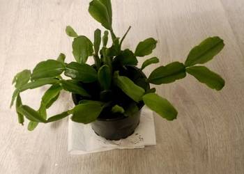 Grudnik stara odmiana, szlumbergera, zygokaktus kwiat doniczkowy.