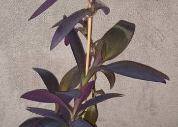 Trzykrotka, setkrezja purpurowa nr 1 , wysokość 43cm