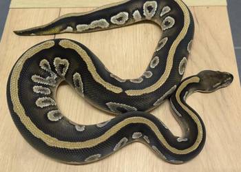 Pyton królewski Mahogany Mojave