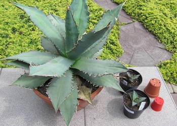 Agave titanota - agawa tytanowa - sadzonki