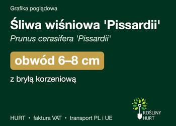 Śliwa wiśniowa 'Pissardii' obwód 6-8 cm, z bryłą – HURT