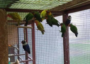 Sprzedam papugi czerwonoczelne i faliste