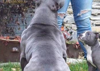 American Staffordshire Terrier Blue