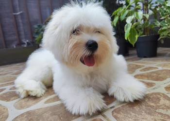 Żywy pluszak - Coton de Tulear