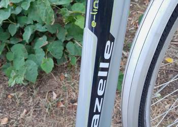 DAMKA HOLENDERSKA GAZELLE