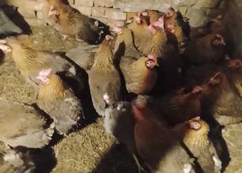 Zielononozki Kury nioski