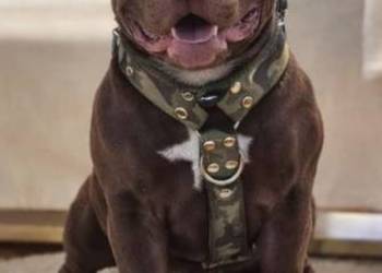 Krycie American Bully Standard