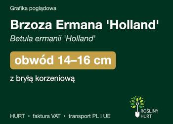Brzoza Ermana 'Holland' obwód 14-16 cm, z bryłą – HURT