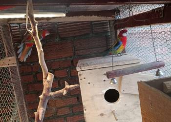 Rozella białolica para samiec 2024  samica 2025