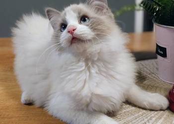 Darwin słodki chłopak ragdoll