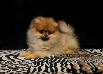 Szpic miniaturowy, Pomeranian - suczka ORANGE