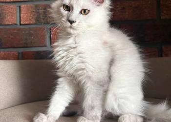 Maine Coon - kotka Melodia