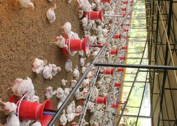 Salmacid Active Paleta 1000 l mauzer | Zakwaszacz do wody w płynie